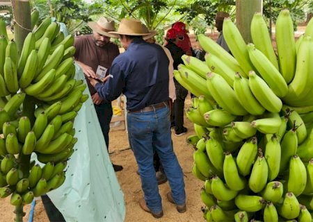 O professor de Vicentina que plantou banana para dar errado e virou vitrine da agricultura familiar>