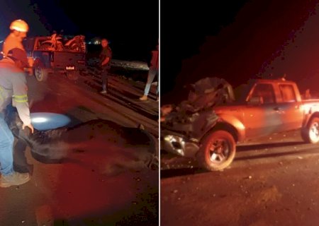 Seis vacas morrem ao serem atropeladas por picape na BR-163>