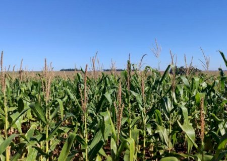 &Aacute;rea ocupada por milho recua para 46% na segunda safra>