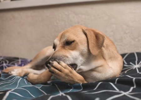 Seu cachorro n&atilde;o para de lamber a pata? O h&aacute;bito pode indicar problemas>