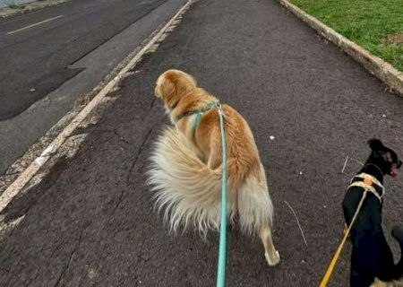 Pet parado demais tamb&eacute;m adoece e ele pode morrer mais cedo