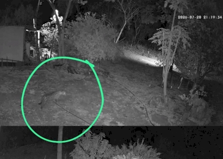 Nova onça aparece perto de casas em Corumbá após captura de 'Corumbella'