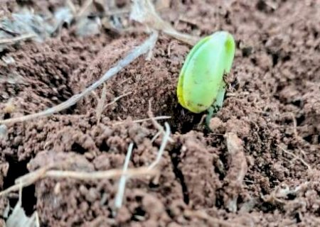 El Ni&ntilde;o acende alerta para in&iacute;cio do plantio da soja em Mato Grosso do Sul>