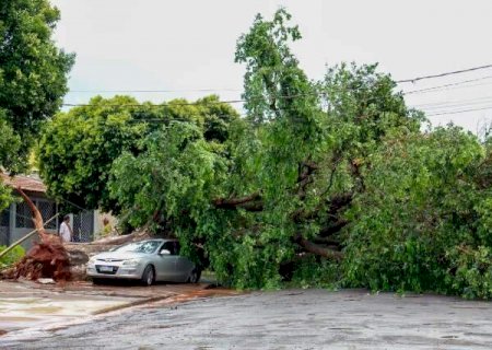 Efeitos do El Ni&ntilde;o amea&ccedil;am aumentar queda de &aacute;rvores e temporais na Capital>