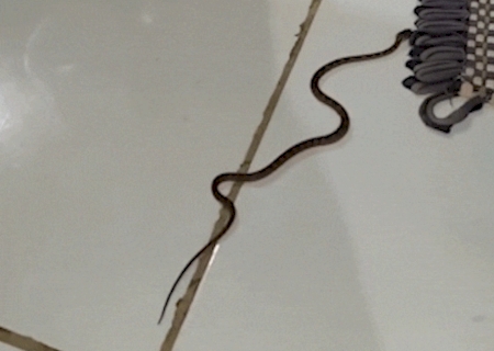 Morador encontra jararaca em quarto, serpente que mais causa acidentes no Pa&iacute;s