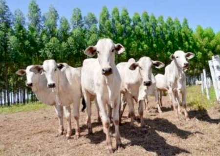 Rebanho bovino de MS encolhe em 616 mil animais em um ano>