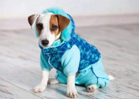 Roupinha no calor pode virar uma &ldquo;estufa&rdquo; e at&eacute; matar seu cachorro>