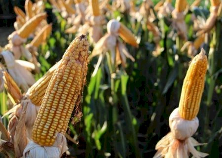 MS colhe 823 mil hectares de milho, mas segue atr&aacute;s da safra anterior